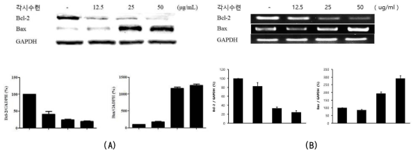 각시수련 에틸아세테이트 분획물의 항암 활성 A: Western blot, B : RT-PCR