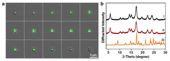 커큐민 포집 아밀로스 전달체 공초점 현미경 결과 (a), XRD 결과 (b)