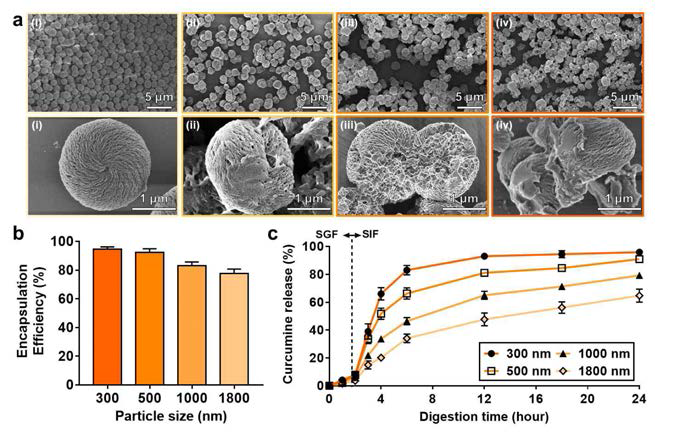 커큐민이 포집된 아밀로스 전달체 in vitro 방출 주사전자현미경 이미지 (a), 전달체 크기에 따른 포집 효율 결과, 방출 효율 결과 (b,c)