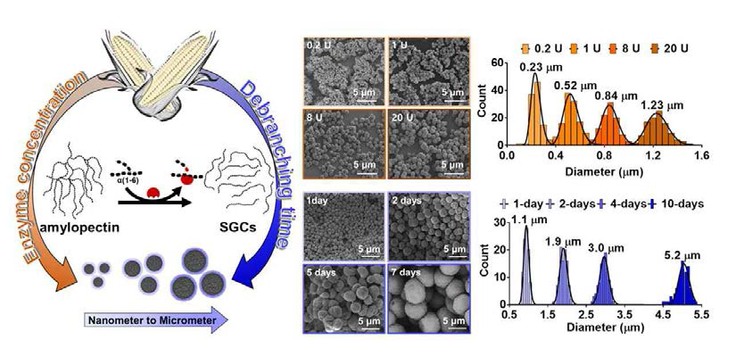 Pullulanase 농도와 가수분해 시간에 따른 아밀로스 전달체 크기 조절 모식도 및 주사 전자현미경 이미지와 다양한 크기스펙트럼을 가지는 아밀로스 전달체의 입도분포도 분석결과
