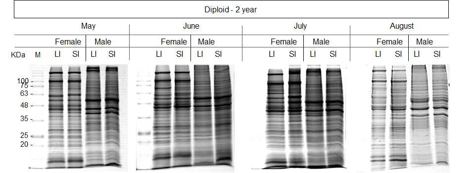 The expression of protein in the female and male gonads of two-years diploid Pacific oyster (Crassostrea gigas)