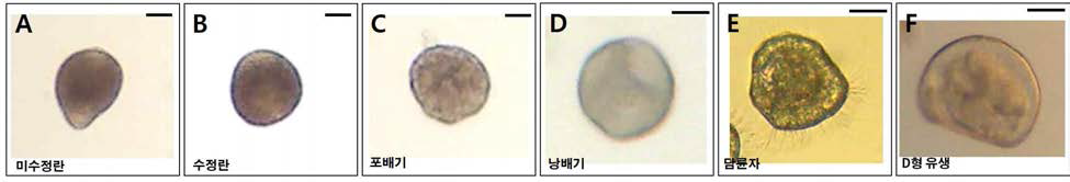 Egg development of Pacific oyster (Crassostrea gigas) from Jaran Bay, Tongyeong. Water temperature is 23±0.5℃. Scale bar = 20 μm, n = 30