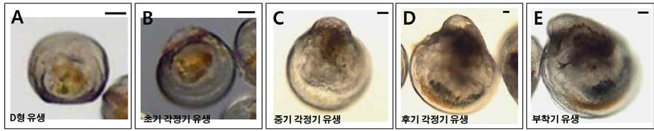 Larval development of Pacific oyster (Crassostrea gigas) from Namhae. Water temperature is 26±0.5℃. Scale bar = 20 μm, n = 30