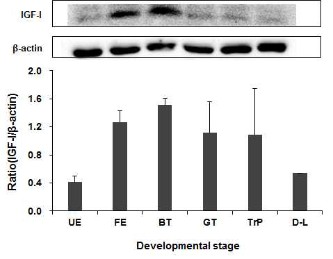Western blot analysis of expression of IGF-1 in Pacific oyster (Crassostrea gigas). IGF-1, insulin-like growth factor-I. UE, unfertilized egg; FE, fertilized egg; BT, blastula; GT, gastrula; TrP, trochophore; D-L, D-shaped larva