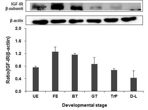 Western blot analysis of expression of IGF-1R β subunit in Pacific oyster (Crassostrea gigas). IGF-1, insulin-like growth factor-1. UE, unfertilized egg; FE, fertilized egg; BT, blastula; GT, gastrula; TrP, trochophore; D-L, D-shaped larva