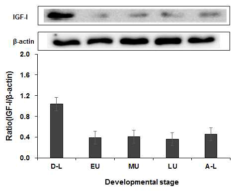 Western blot analysis of expression of IGF-1 in Pacific oyster (Crassostrea gigas). IGF-1, insulin-like growth factor-I. D-L, D-shaped larva; EU, early umbo larva; MU, middle umbo larva; LU, late umbo larva; A-L, adhesive larva
