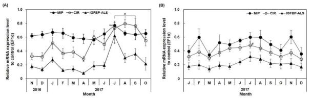 MIP, CIR, and IGFBP-ALS expression levels in the adductor muscle of Pacific oyster (Crassostrea gigas). (A) Diploid Pacific oyster, (B) Triploid Pacific oyster. Each axis represents mRNA expression values relative to the control (EF1α). * Significant difference (P < 0.01) in the MIP group. ** Significant difference (P < 0.01) in the CIR group. # Significant difference (P < 0.01) in the IGFBP-ALS group. CIR, C. gigas insulin receptor-related receptor; IGFBP-ALS, insulin-like growth factor binding protein complex acid labile subunit; MIP, molluscan insulin-related peptide