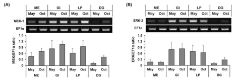 MEK-1 (A) and ERK-2 (B) mRNA expression levels in the four types tissues of Pacific oyster (Crassostrea gigas). Each axis represents mRNA expression values relative to the control (EF1α). MEK-1, mitogen-activated protein kinase-1; ERK-2, extracellular signal-regulated kinase-2. ME, mantle edge; GI, gills; LP, labial palps; DG, digestive gland (n = 3)