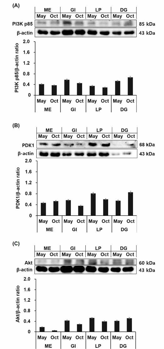 Western blot analysis of expression of phosphatidylinostitol 3-kinase (PI3K) p85 (A), 3-phosphoinositide-dependent kinase-1 (PDK-1) (B) and protein kinase B (Akt) (C) in Pacific oyster (Crassostrea gigas) tissues between May and October. Quantification of protein expression. Each expression level is presented as a ratio against β -actin. ME, mantle edge; GI, gills; LP, labial palps; DG, digestive gland (n = 3)