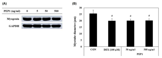 Effect of PEP1 on the protein expression of myogenin (A) and myotube diameter (B) in dexamethasone-stimulated C2C12 myotubes. #p < 0.05 vs. control group