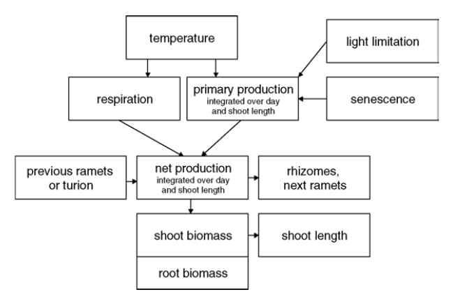 Schematic overview of the factors that determine the growth of each shoot(Ecol. Mod. 2006)