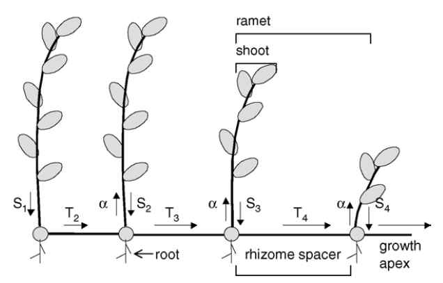 Scheme of the clonal growth. Si is the surplus production of shoot i, Ti is the transfer to shoot i, α is a parameter that determines which part of the transfer(Ti) goes to the next shoot(Ecol. Mod. 2006)