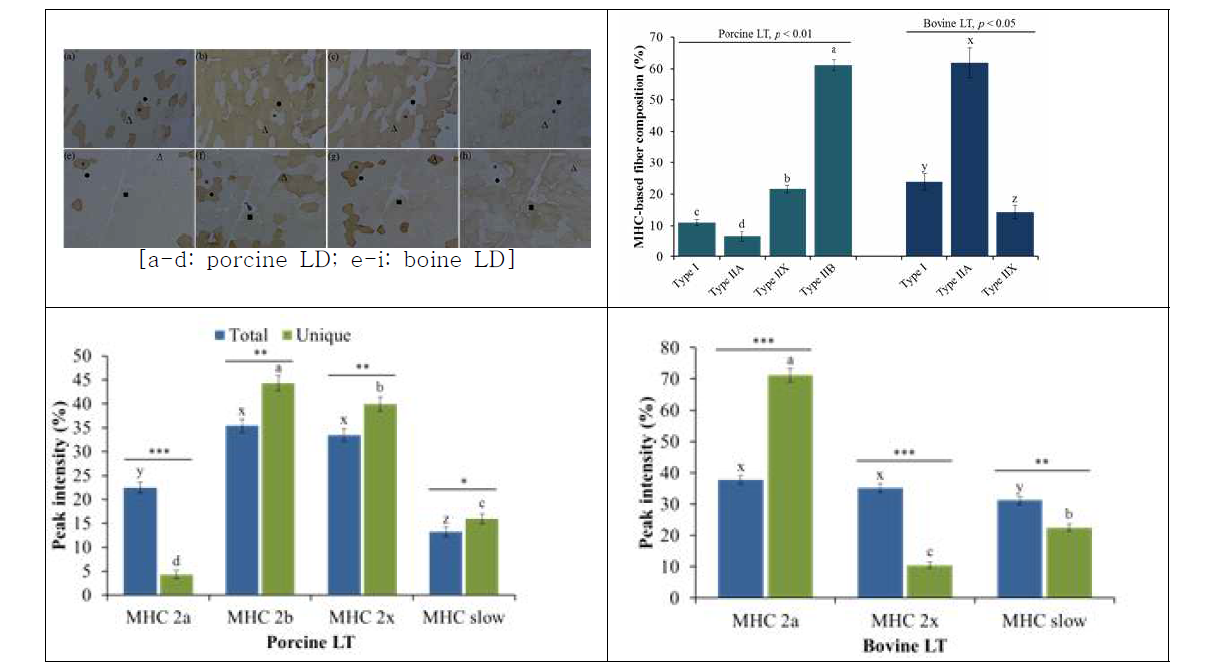 LC-MS/MS 및 label-free quantification 분석을 통한 소 및 돼지 longissimus dorsi m.에 분포하는 MHC isoforms 정량 분석 결과