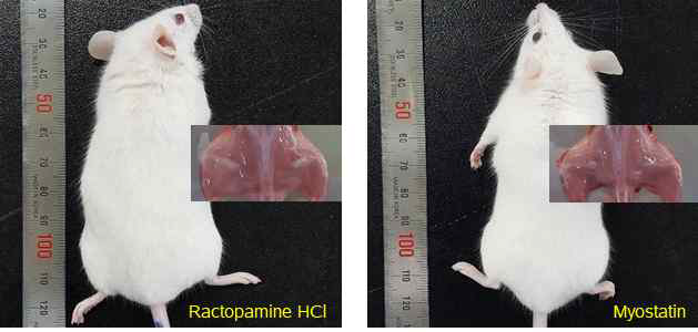 Myostatin 및 β-agonist(ractopamine HCl)을 처리한 실험쥐 비교