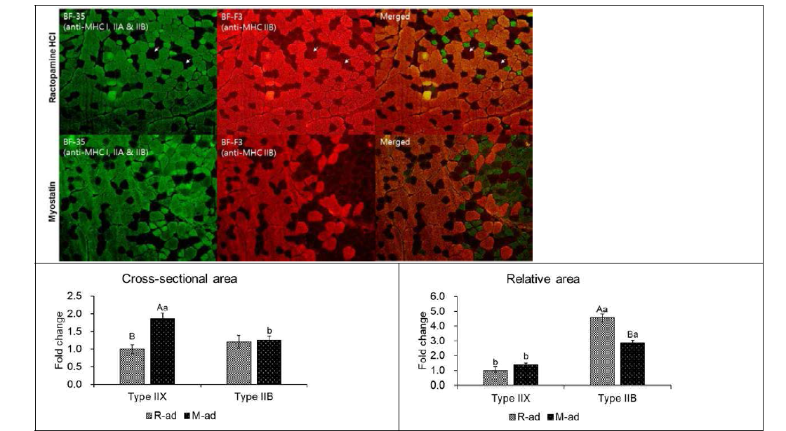 Myostatin 및 β-agonist(ractopamine HCl)을 처리한 실험쥐 골격근(gluteus medius m.) 염색 사진 및 근섬유 특성 비교