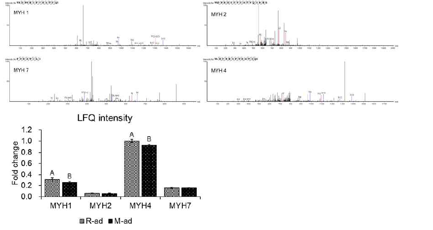 Myosin heavy chaain isoforms 정량분석 결과(MS spectra)