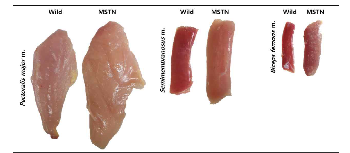 Myostatin KO chicken의 주요 근육 비교 (Wild, wild type white leghorn; MSTN, myostatin knockout)