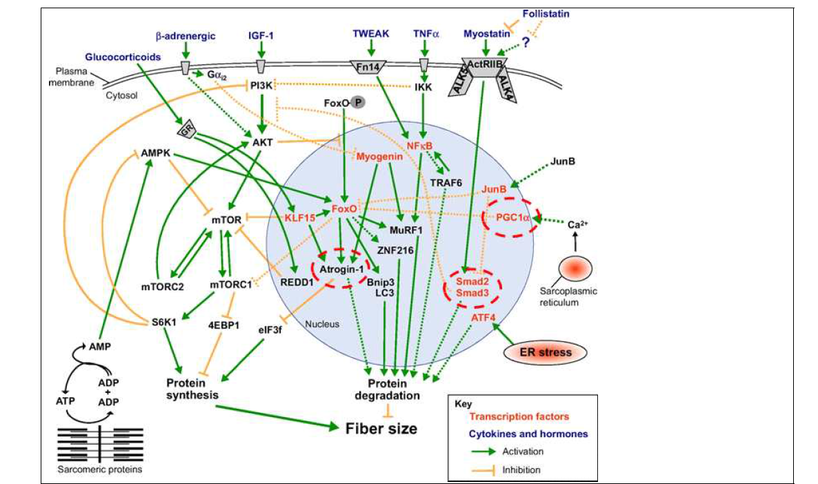근섬유 크기를 조절하는 주요 pathway (Bonaldo & Sandri, 2013)