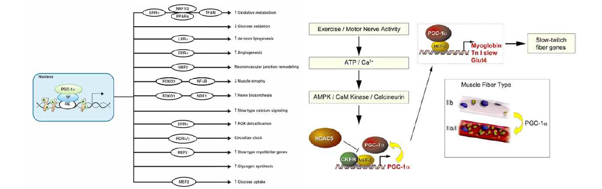 다양한 조직에서 다양한 기능을 발현하는 PGC-1α(좌)와 근육에서 fast 타입을 slow 타입 근섬유로 전환시키는 매커니즘(우)(Cell Metabolism, 2005; Drug Discovery Today: Disease Models, 2013)