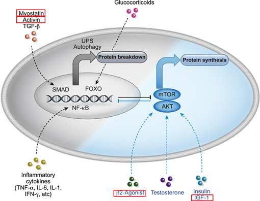 각종 호르몬 및 비호르몬 인자에 의해 단백질이 합성되거나 분해되는 매커니즘 모식도. (The International Journal of Biochemistry & Cell Biology, 2013)