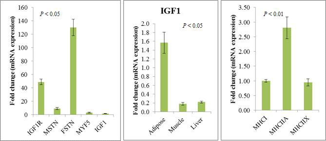 한우의 등심근(longissimus dorsi m.)에 발현되는 주요한 성장인자(IGF1, IGF1R, MSTN, FSTN, MYF5) 및 MHC isoforms 발현량 비교 및 지방, 근육 및 간 조직에 분포하는 IGF1 발현량 비교