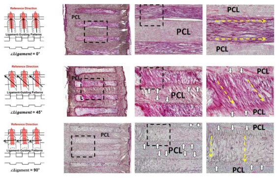Nude mouse의 피하 이식 모델을 이용해 섬유조직 재생과 재생 조직의 방향성 제어 결과를 H&E 염색을 이용해 분석함