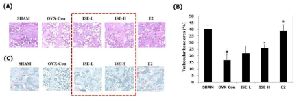 (A) Histopathological changes in transverse tibia tissue obtained via hematoxylin and eosin staining, (B) quantified trabecular bone area, and (C) safranine O staining