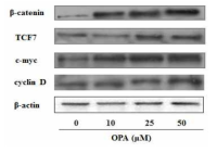 Octaphlorethol A isolated from Ishige sinicola stimulated the protein expression of target genes in the Wnt/β-cateinin pathway in hBMSCs