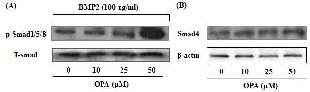 Octaphlorethol A isolated from Ishige sinicola stimulated the differentiation of hBMSCs into osteoblast via activating BMP signaling pathway