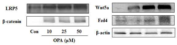 Octaphlorethol A isolated from Ishige sinicola increases expression of a gene involved in the Wnt/β-catenin signaling pathways