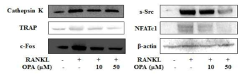 Octaphlorethol A isolated from Ishige sinicola inhibited expression of osteoclastogenesis-related marker proteins