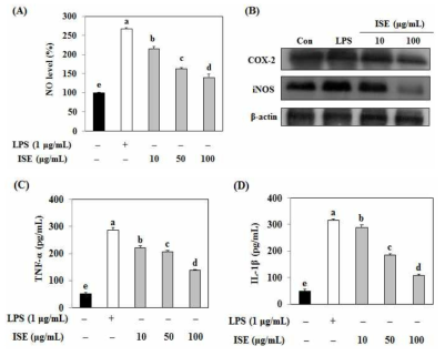 Regulatory effects of ISE on NO production and iNOS, COX-2 expression in LPS-stimulated Raw 264.7 cells. (A) NO assay was performed using Griess reagent. (B) Expression of iNOS and COX-2 protein were determined by western blot analysis. (C) ELISA was performed on cell culture supernatants to examine protein levels of TNF-α, IL-1β cytokines. ISE: Ishige sinicola extract