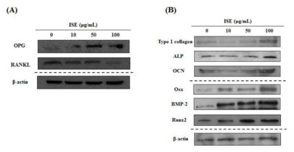 Effects of ISE on the BMP-2 and Runx2 signaling pathway in MC3T3-E1 cells. (A) The protein expression of OPG/RANKL ratio, such as OPG and RANKL was detected by western blot. (B) The protein expression of the BMP-2 and Runx2 signaling pathway related markers, such as type 1 collagen, ALP, OCN, Osx, BMP-2, and Runx2 were detected by western blot