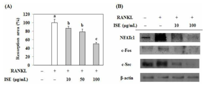 Effects of ISE on osteoclastogenesis in Raw 264.7 cells induced by RANKL. (A) Bone resorptive activity (B) ISE down-regulates RNAKL-induced expression of NFTAc1, c-Fos and c-Src in Raw 264.7 cells. ISE: Ishige sinicola extract