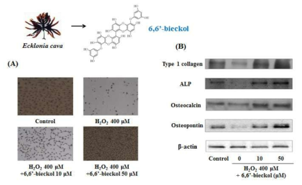 Effects of 6,6’-bieckol on mineralization and osteoblastic differentiation-related gene expression in H2O2-treated MC3T3-E1 cells