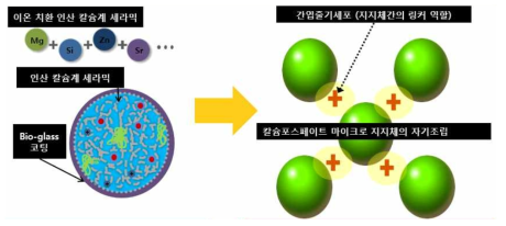 선행 연구에 추가되는 전략-이온 치환 및 bioglass 도입