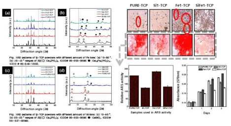 이온 치환 TCP 의 합성 후 특성 평가(XRD 구조 분석, ARS staining, MTT assay 결과)