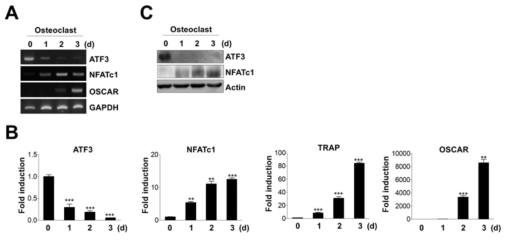 Expression profiles of ATF3 during osteoclast differentiation