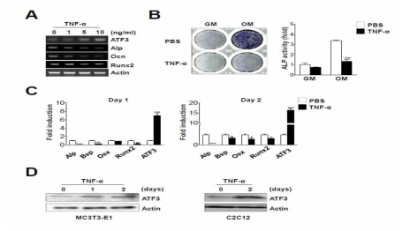 Effects of TNF-α on osteogenic differentiation and the expression of Atf3