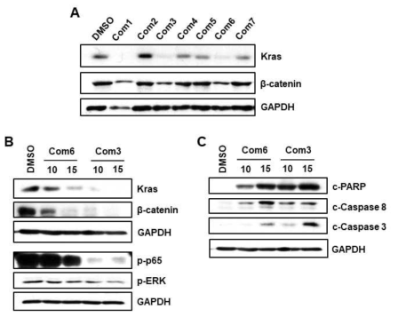 β-catenin과 Kras를 이중표적하는 두 화합물의 선발 이들의 apoptosis 유도 활성