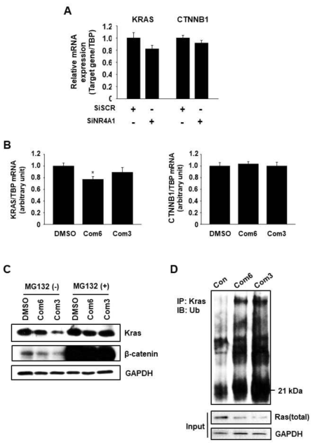 Com3와 Com6의 β-catenin/Kras 조절 기전 (*P<0.05 vs. DMSO control)