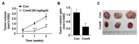 β-catenin/Kras 이중표적 화합물인 Com6의 종양 성장 억제 효과 (*P<0.05, **P<0.01 및 ***P<0.005 vs. control)