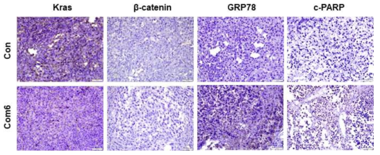 종양 조직 내 단백질 발현에 미치는 Com6의 영향