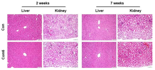 Com6의 반복투여가 주요 조직에 미치는 영향