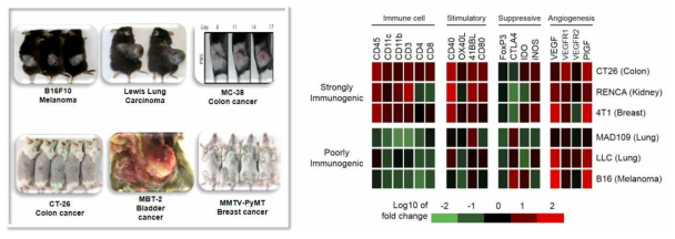 다양한 면역보존 암 모형 확보 및 종양에 따른 면역원성 확인