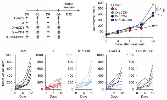 CD8+ 및 CD4+ T세포와 GM-CSF에 대한 치료제 X의 의존성
