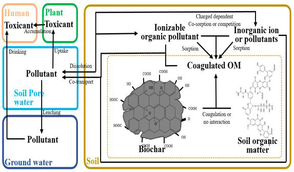 본 연구의 토양 내 오염물질의 환경 내 거동을 간략하게 도식화한 그림. 본 연구의 최종 목표는 위와 같이 환경 변화에 따라 이동하는 오염물질의 거동을 예측할 수 있는 수학적인 모델을 구축하고, 이를 바탕으로 바이오차가 투입된 토양에서 오염물질의 거동을 예측하는 것이 목표임