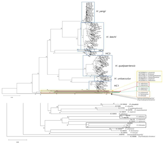 도롱뇽속 유미양서류 국내‧외 148개 지역 1,219개체의 mtDNA cytochrome b 유전자에 대한 haplotype NJ tree