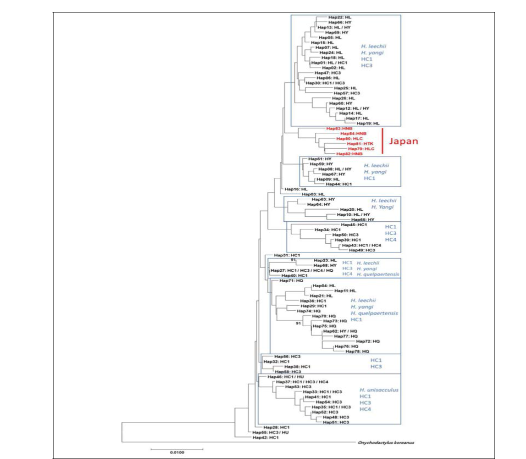 도롱뇽속 유미양서류 59개체의 Rag-1유전자에 대한 haplotype NJ tree