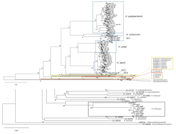 도롱뇽속 유미양서류 국내‧외 148개 지역 400개체의 mtDNA concatenated sequence에 대한 haplotype NJ tree